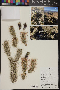 Cylindropuntia abyssi image