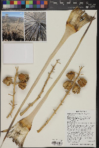 Hesperoyucca newberryi image