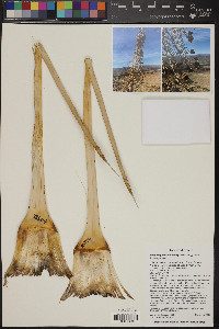 Hesperoyucca newberryi image