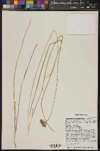 Dichelostemma capitatum image