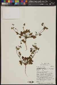 Erodium texanum image