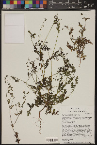 Eucrypta micrantha image