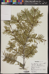 Pseudotsuga menziesii image