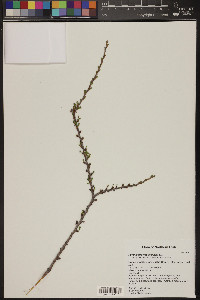 Purshia tridentata image