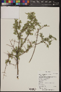 Aloysia wrightii image