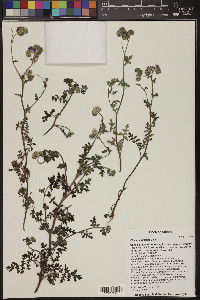 Phacelia distans image