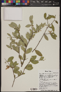 Simmondsia chinensis image