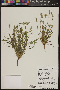 Plantago patagonica image