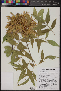 Fraxinus velutina image