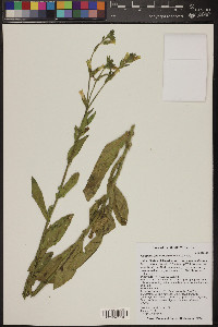 Nicotiana obtusifolia image