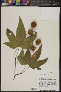 Platanus wrightii image