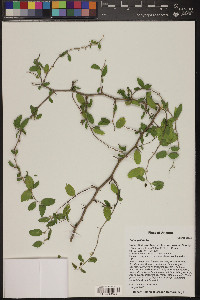 Celtis pallida image