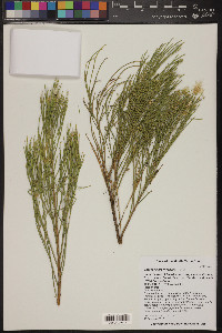 Baccharis brachyphylla image