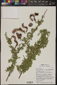 Acacia greggii image