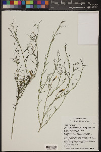 Porophyllum gracile image