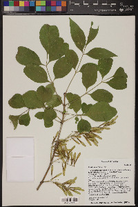 Fraxinus velutina image