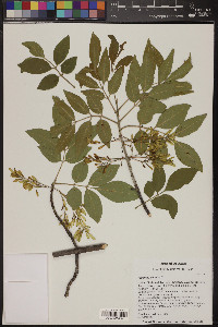 Fraxinus velutina image