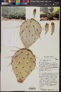 Opuntia engelmannii image