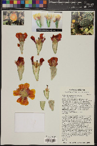 Opuntia engelmannii image