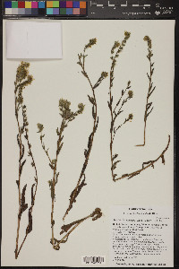 Amsinckia menziesii image