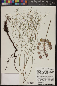 Eriogonum inflatum image