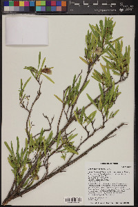 Dodonaea viscosa image