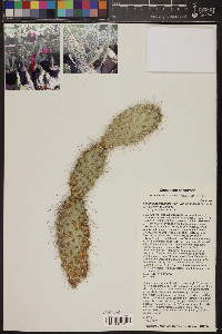 Opuntia polyacantha image