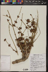 Ephedra californica image