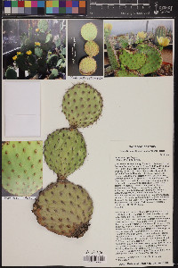 Opuntia strigil image