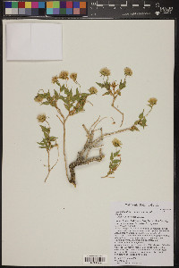 Brickellia atractyloides image