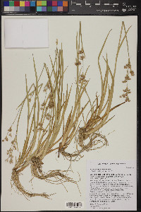 Juncus xiphioides image