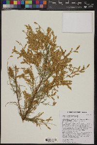 Tamarix chinensis image