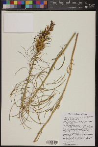 Stanleya pinnata image