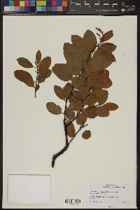 Arctostaphylos rainbowensis image