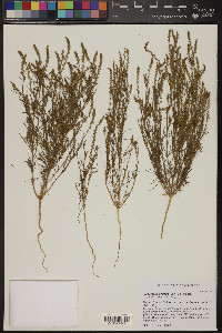 Oligomeris linifolia image