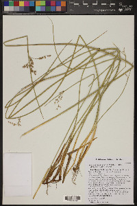 Juncus balticus subsp. mexicanus image