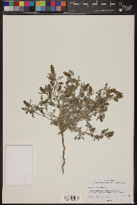 Ambrosia acanthicarpa image