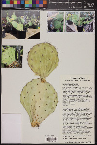 Opuntia macrorhiza var. macrorhiza image