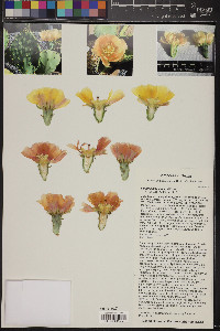 Opuntia macrorhiza var. macrorhiza image