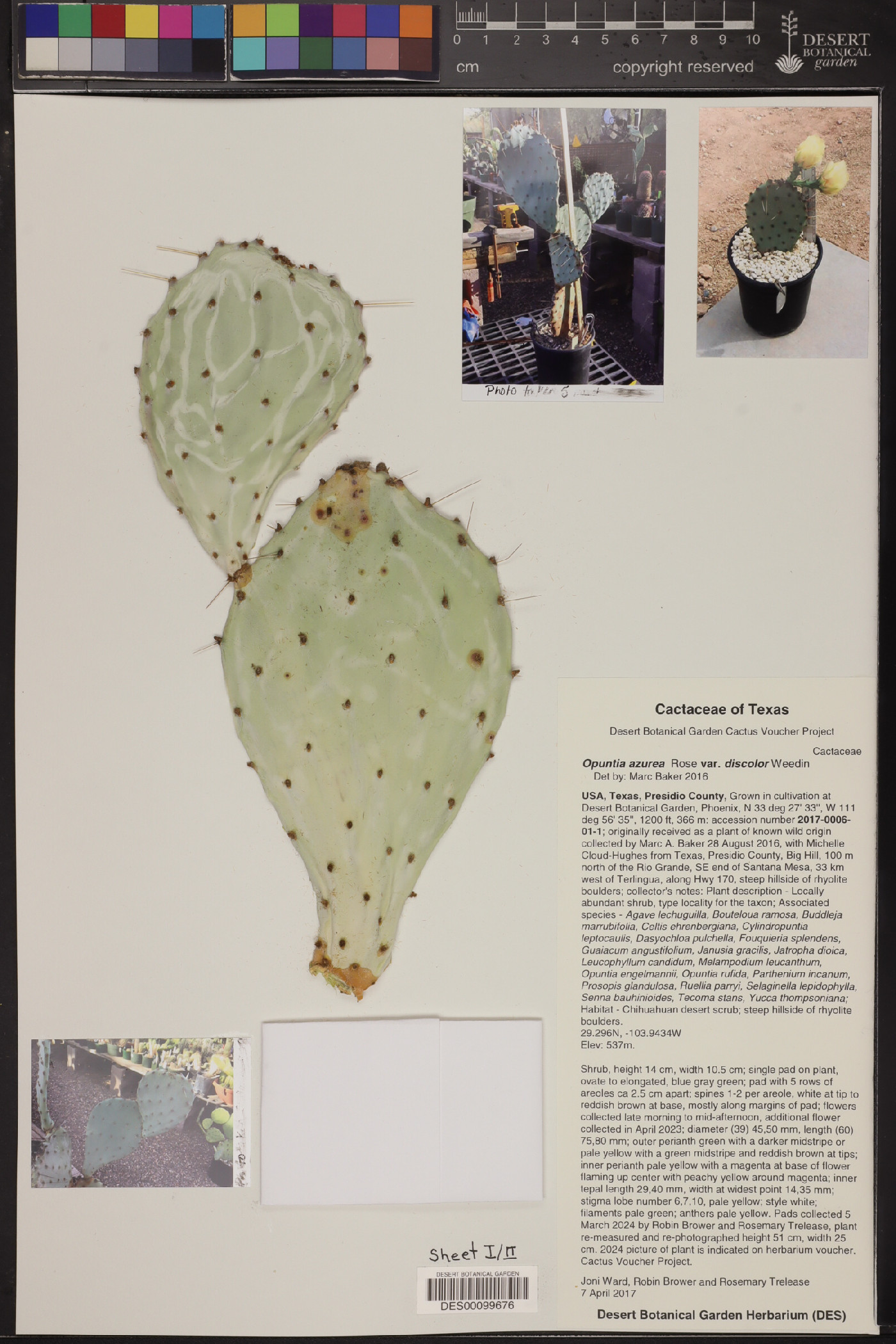 Opuntia azurea image