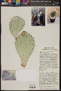 Opuntia azurea image