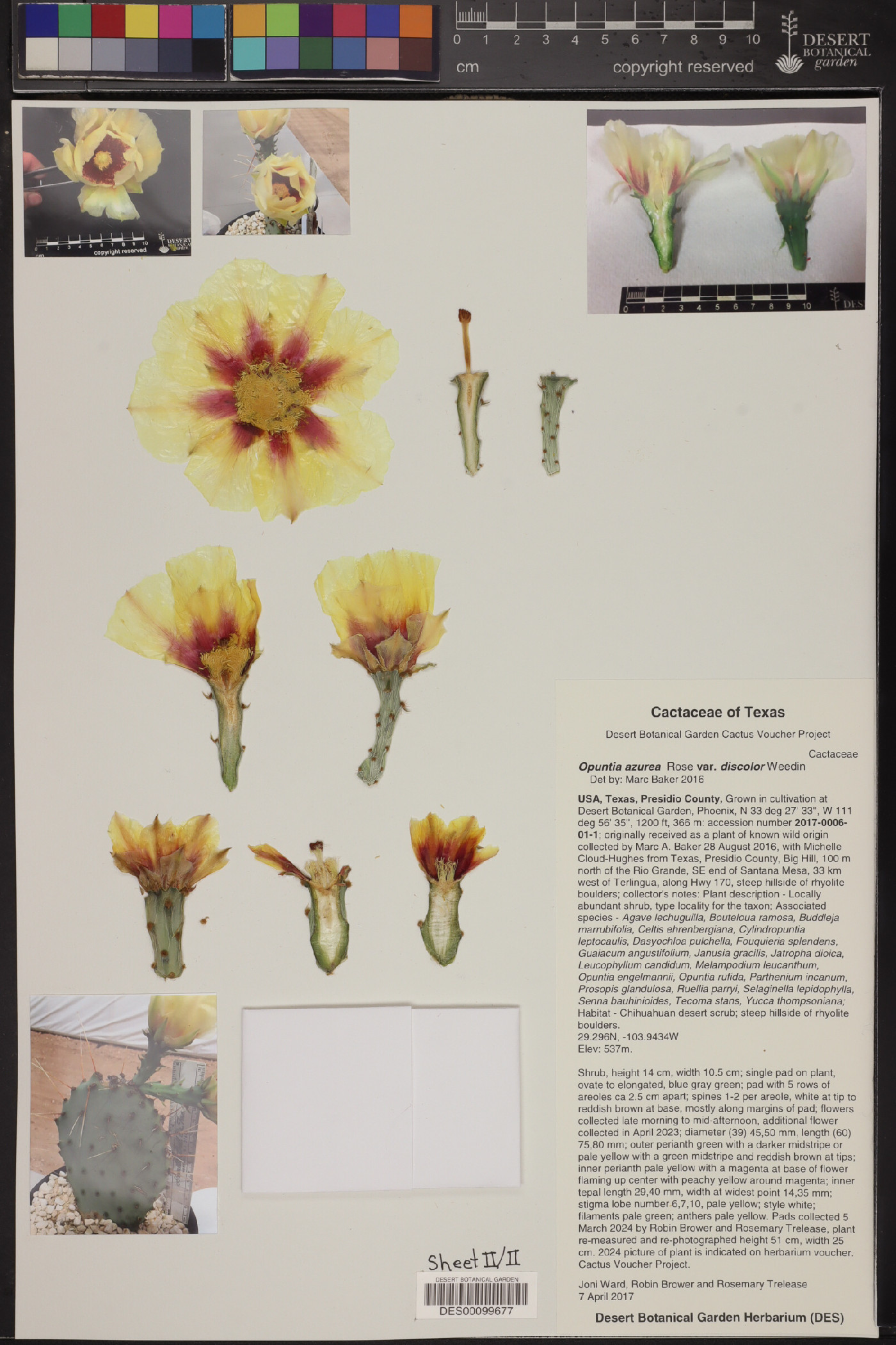 Opuntia azurea image