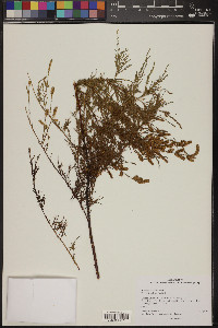 Tamarix chinensis image