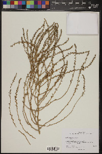 Kochia californica image