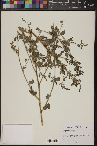 Ambrosia acanthicarpa image