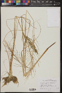 Diplachne fusca subsp. uninervia image