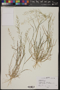 Eragrostis barrelieri image