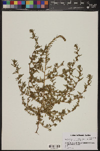 Bassia scoparia subsp. scoparia image