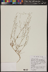 Boerhavia wrightii image