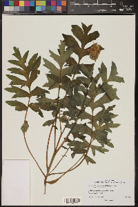 Hydrophyllum occidentale image